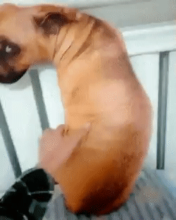 15 гифок, чей неожиданный конец гарантированно вас удивит гифки с неожиданным концом, гифки с неожиданным завершением, неожиданные гифки