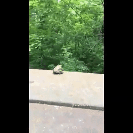Frog Cat Jump in funny gifs
