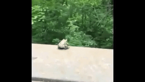 Frog Cat Jump