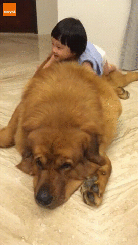 Fuzzy Dog GIF - Find & Share on GIPHY