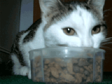 Gif of cat eating