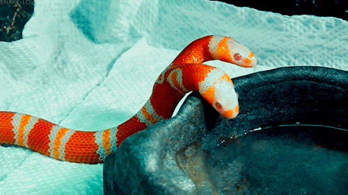 Two Headed Snake GIFs - Find & Share on GIPHY