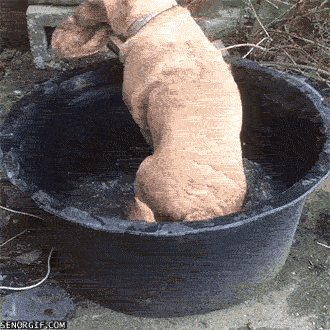 water dogs bath