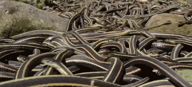movie with lots of snakes in the desert