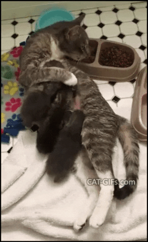 Mama Cat is Eating While Feeding Kittens Aww Cute Mood