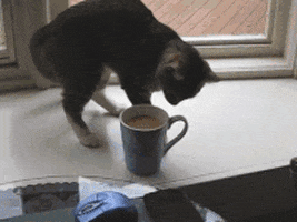Funny GIF - Find & Share on GIPHY