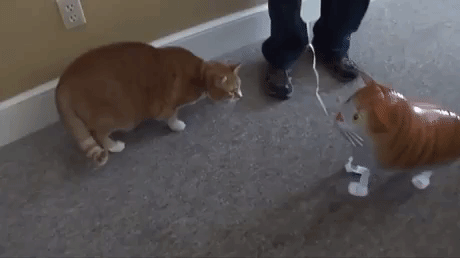 Expensive balloon gone in cat gifs