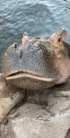 fiona the hippo eating food with glimpse of her tiny tusks!