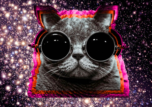 Image result for trippy cats gifs