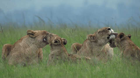 Big Cat GIF by BBC Earth - Find & Share on GIPHY