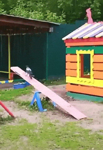 Playful crow in funny gifs