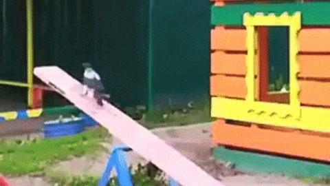 Playful crow