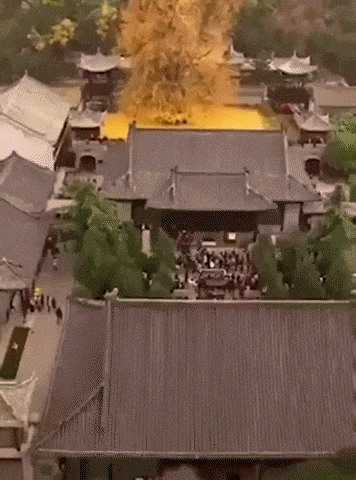 1400 year old ginko tree in japan in wow gifs