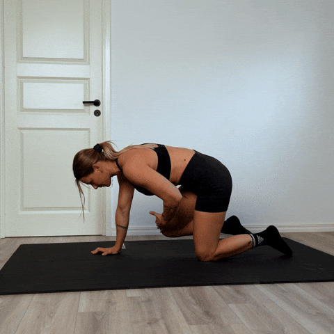 bird dog exercise demonstration