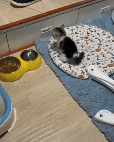 Kitten with a plan in cat gifs