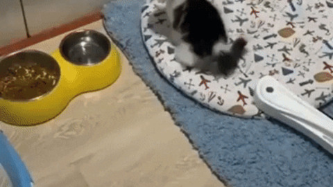 Kitten with a plan