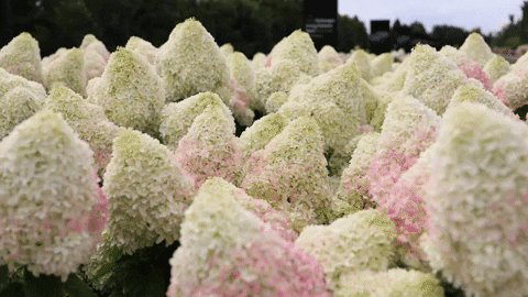 Living Creations GIF