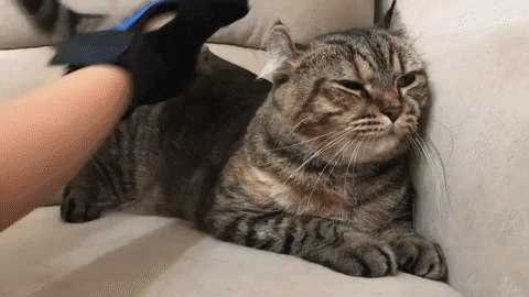 IRGLOVE - LUVA REMOVEDORA DE PELOS SOLTOS E MASSAGEADORA PARA GATO ...