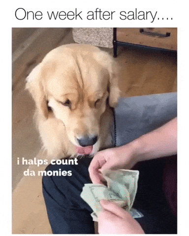 One week after salary in dog gifs