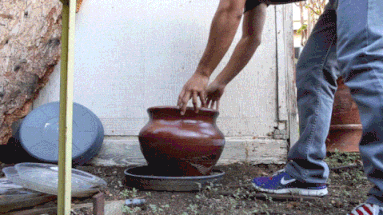 SGVmosquito GIF