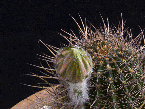 A time-lapse of a cactus flowering