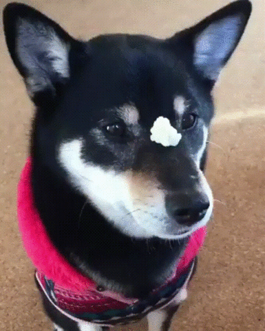 Dog Treats GIF