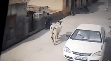 Thug Cow in funny gifs