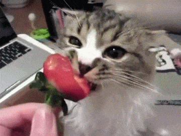 Cat Strawberry GIF - Find & Share on GIPHY
