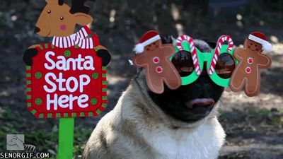 These Pets are SO EXCITED for Christmas! | Animals | Dogs on 