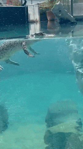 Derp croc in funny gifs