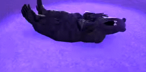 Rat GIF - Find & Share on GIPHY