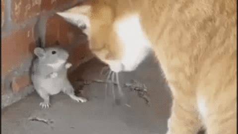 Conflict between cat and mouse