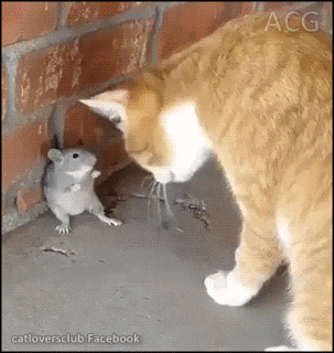 Conflict between cat and mouse in cat gifs