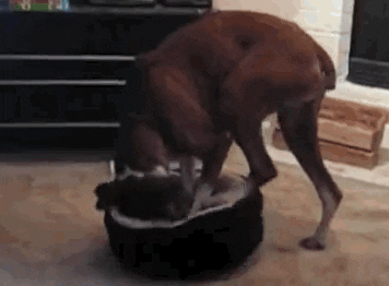 https://media.giphy.com/media/dnSzxb18R22Nq/giphy.gif