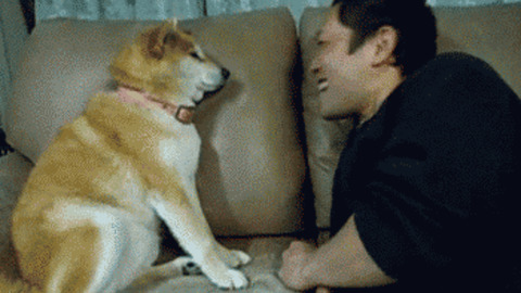 Love is hard dog Funny Gif