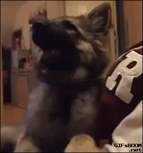 Suspicious Dog GIF - Find & Share on GIPHY