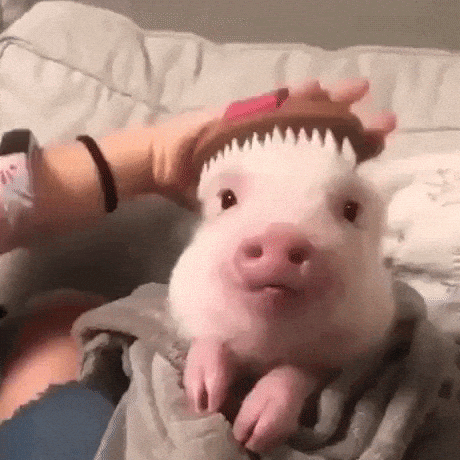 Hooman Brushing Piglet Cute Eyebleach Aww