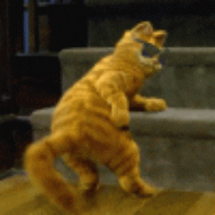 Cat Dancing GIF - Find & Share on GIPHY
