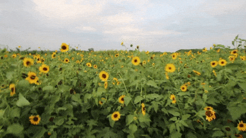 Scenic Sunflowers