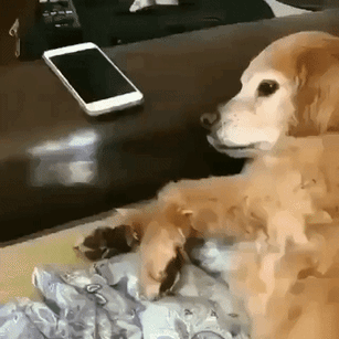 Golden Retriever Doesn't Want Hooman Touch Phone