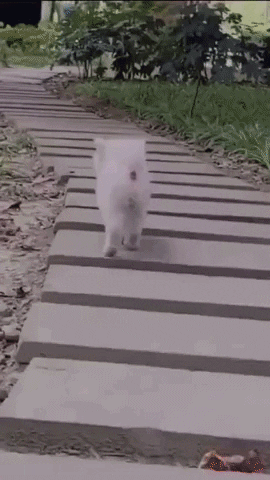Cutest gif of the day in dog gifs