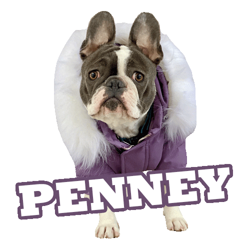 Dog Fancy Sticker for iOS & Android GIPHY