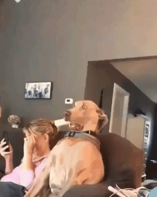 This dog seen some shit in funny gifs