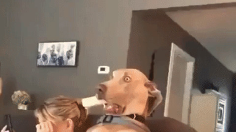 This dog seen some shit