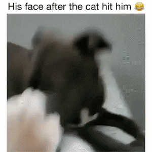 His face tho in dog gifs