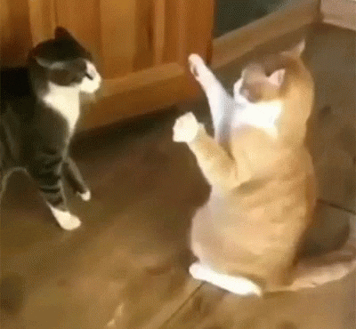 Funny Animal GIF By Memecandy Find Share On GIPHY