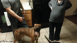 can your dog sense you are pregnant