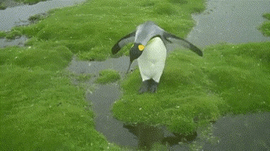 Achieving little goal in life in funny gifs