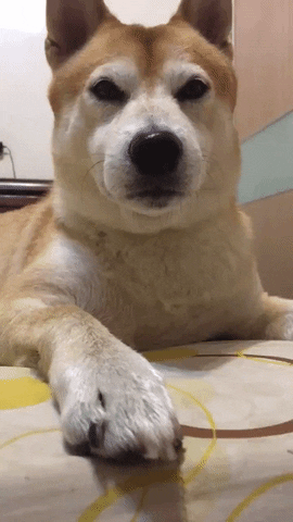 Dog Love GIF by Pamily - Find & Share on GIPHY