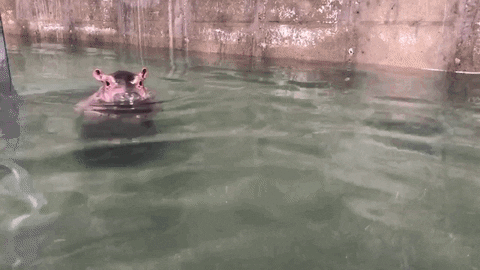 fiona the hippo walks in shallow water